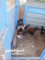  1 دجاج بلدي +خم جاج كبير