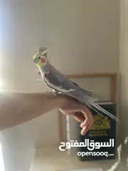  2 عصافير كوكتيل لللبيع