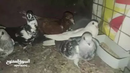  2 فراخ وفحلين