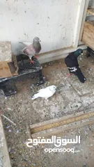  2 pakistani pigeons