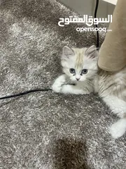  4 قط جميل ذا لون ابيض على بيج للبيع وبسعر مناسب جدا جدا. ودود أليف كثير الحركة يحب اللعب.