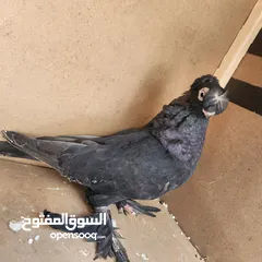 8 متاح جواز ازبك بزره الماني