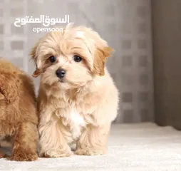  4 Maltipoo  جراء مالتيبو