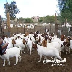  11 حليب طازج يوميا من مزارعنا طبيعي 100٪ وجرب وشوف