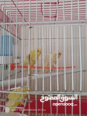  3 حب لاسونغ /روز البيع كوم