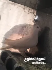  6 حمام صلاة على نبي شغال