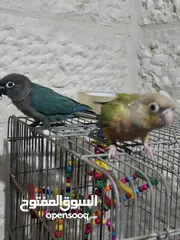  2 جرين شيك التنين 700 أعمارهم 10 اشهر
