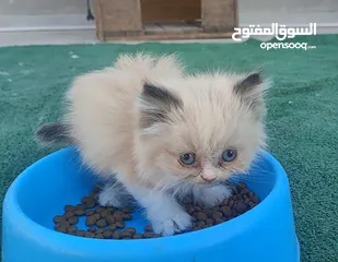  4 ذكر‎ راغدول عمر شهرين