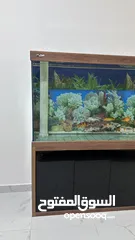  5 Aquarium Fish Tank