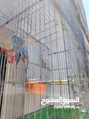  3 ثلاث فراخ حب