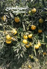  17 مزرعه مثمره للبيع