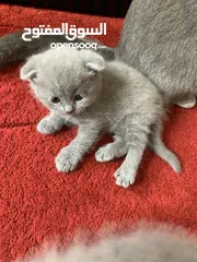  15 SCOTTISH FOLD AND BRITISH SHORT HAIR