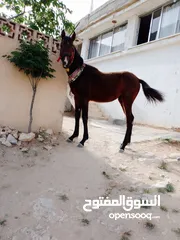  2 مهرين للبيع