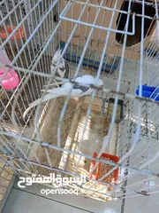  1 كوكتيل ابيض