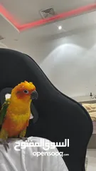  2 صن كنيور للبيع
