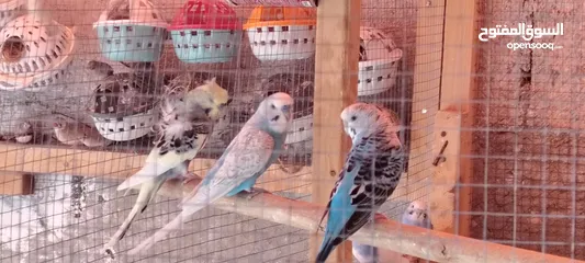  4 طيور حب وزيبرا للبيع بأفضل الأسعارر..........................