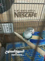  1 جوز روز للبيع او للبدل شغلات ميه بل ميه
