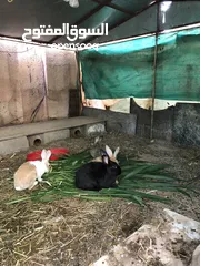  2 ارانب عمانية منتجه للبيع