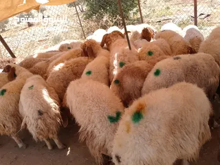  2 نفس الصور بالضبط أضاحي وعقيقه كبش صحراوي  اوزان من 19 ل30 لحم احجز ضحيتك ذبح أو دون ذبح السعر100ل150
