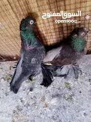  1 جوز روسي  شغلات كل جوز مستواهم واضح فحل بالوني اصفر كشف جديد  مخلفين ڤينرات ابيض عليهم كم دقه اخوان
