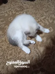  6 قط سكوتش فولد للبيع
