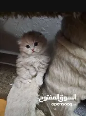  3 قط ذكر شعر طويل أطراف قصيره لون كرميل مميز العمر 3 أشهر