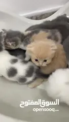  21 سكوتش فولد بيور kitten