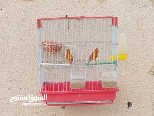  1 جوز كرزي وطيرة بيضا اقرأ الوصف
