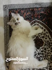  2 الأم قطه شيرازي وصغارها 3 كيتن نوعهم مكس العمر شهرين  للتبني فقط