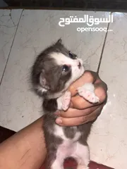  9 جميل العبادي