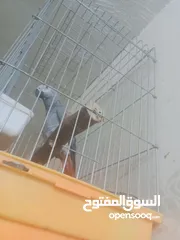  1 بغبغاء كاسكو