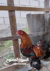  1 دجاج بلدي للبيع