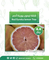  14 شتلات وأشجار الليمون لیموں من مشتل الأرياف  أسعار منافسة  الأفضل في السوق