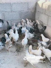  4 فروخ دجاج عماني وحقم تابع الوصف