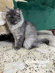  2 قطه حلوه شعر كثيف