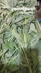  2 ملوخيه للتواصي