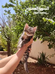  3 قط ذكر للبيع