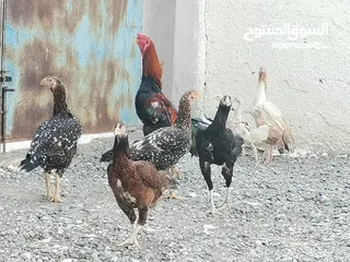  1 دجاج باكستاني