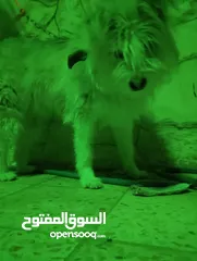  3 كلب لا البيع
