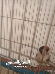  1 حسون ترابي حامي وفحل جلب جالي