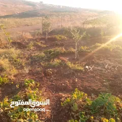  10 قطعه او مميزه مشجره زيتون