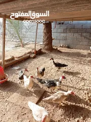  3 للبيع بط مصري