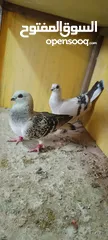  1 الحمام البيع في السلط