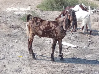  1 صخل افغاني نمري شوف الوصف