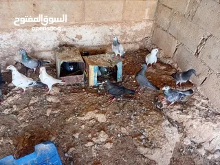  1 متاح سبع جواز زواجل ومراسليات