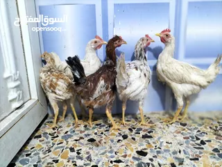  2 ديوجة عمر 6 اشهر و4 اشهر