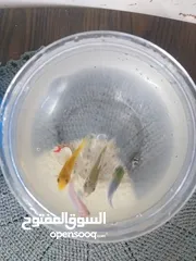  1 حوض سمك بلاستك مع 4 أسماك وعلبة اكل
