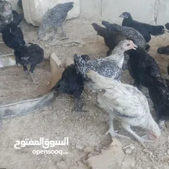  1 بسم الله فرخات نخب اول