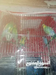  3 طيور حب اصفر اخضر ازرق