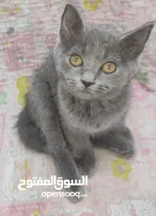  11 kittens Scottish fold and Scottish straight  قطط سكوتش فولد وسكوتش ستريت